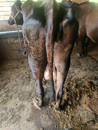 ગાય વેચવાની છે