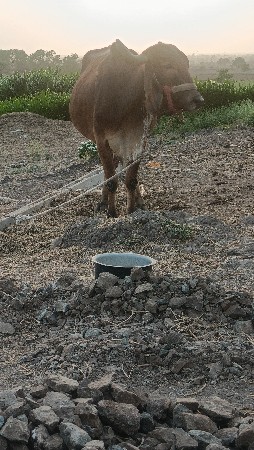 gay pchr desi soji javb dari vari