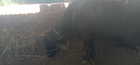 थंबनेल 3