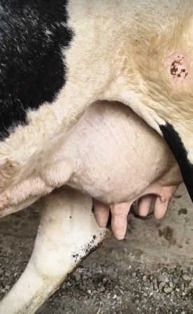 ક્રોસ ગાય વેચવાની છે.