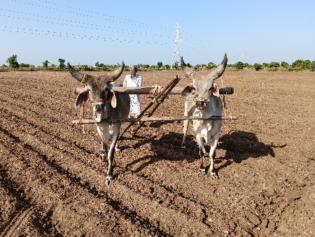 બળધ વેચવાનાછે