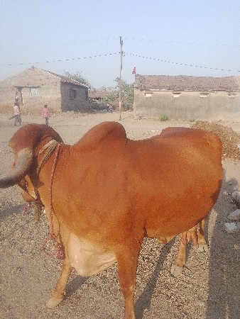ગાય વેચવાની છે.