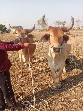 કેટલા વેચવાના છે ટોટલ જવાબદારી વાળ