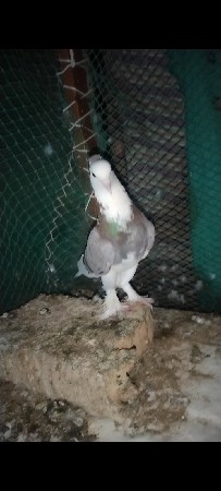 થંબનેલ 3