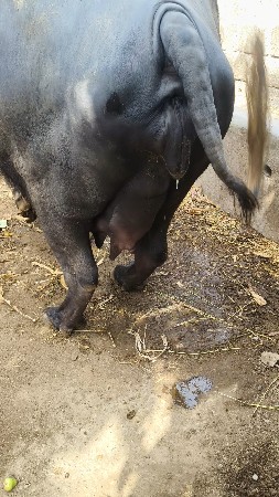 थंबनेल 3