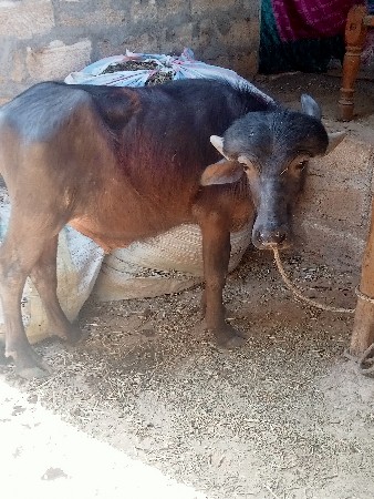 थंबनेल 3