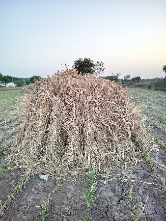 જુવાર ની નીણ વેચવાની છે..