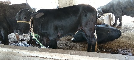 જરશી હોડકિ છે