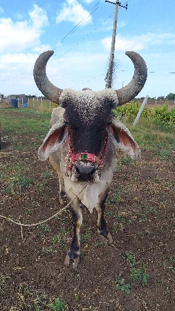 थंबनेल 2