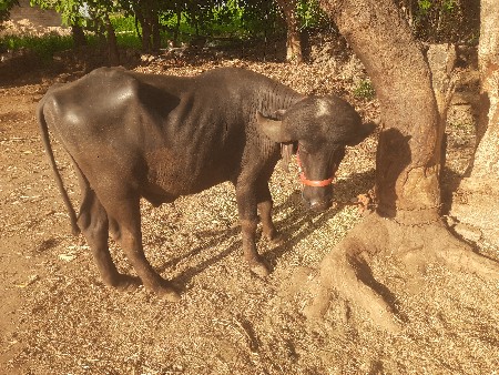 પાડો વેચવા નો છે ખડેલયો છે દાવ
