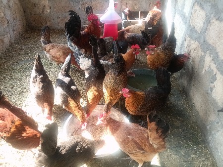 મુરઘી વેચવાની છે મુરઘી વેચવાની