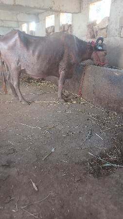 थंबनेल 3