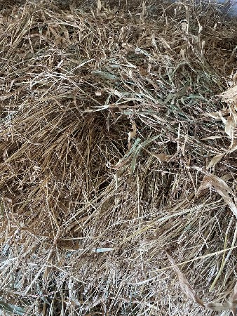 સૂકાયેલી જુવાર વેચવાની છે