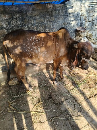 ગાય વેચવાની છે
