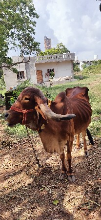 थंबनेल 2