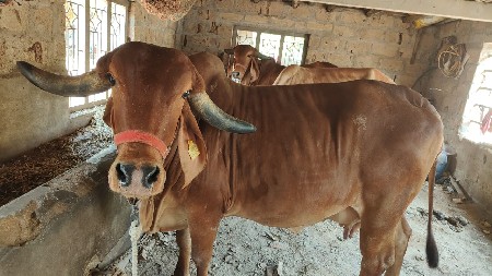 ગીર ગાય છે