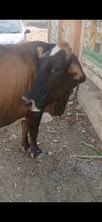 jarsi gay vasavanisee