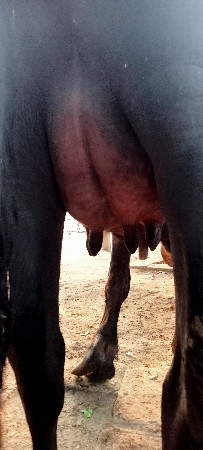 ખડેલી વેચાવ છે