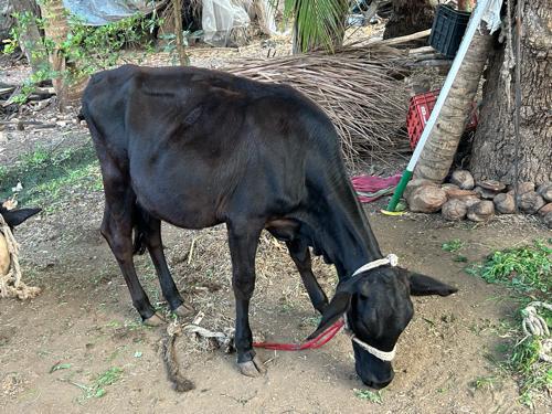 વાછડી વેચવાની છે 2 એચએફ ગાય વેશ વાની છે