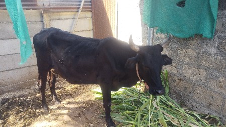 જર્સી ગાય વેચવાની છે દોઢ મહિના