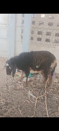 ઘેટો વેચવાનો છે