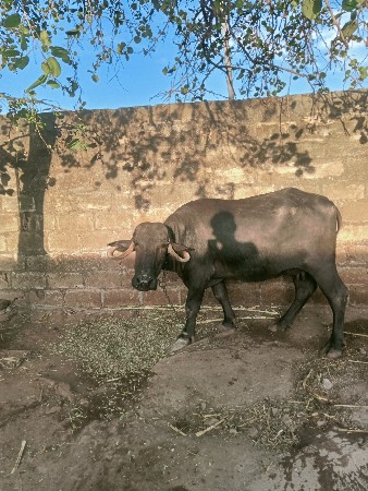 પેલુ વેતર નિસે પાડો સે