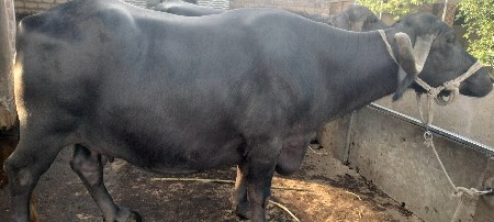 थंबनेल 3