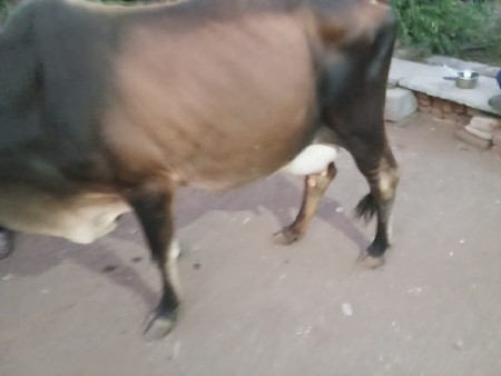 ગાય વેચવાની છે
