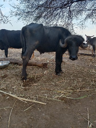 પાડો વેસવાનો સે