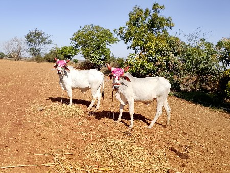 थंबनेल 3