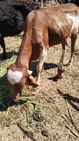 વાષડીયુ