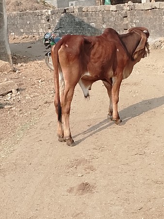 ખોટીઓ વેચવાનો છે