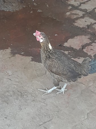 કબુતર લેવાનું છે