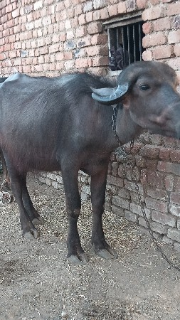 थंबनेल 3