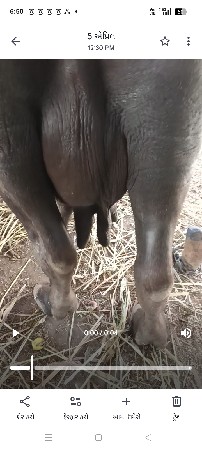 આ ભેંસ વેચવાની છે