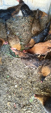 થંબનેલ 2