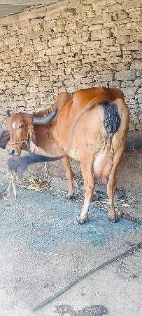 ત્રણ ગાયો વેચવાની છે