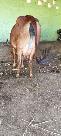 બીજું વેતર ગાભણી છે