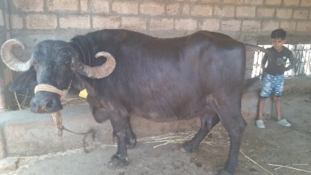 ભેંસ વેચવાની છે