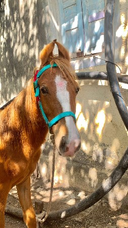 કાઠિયાવાડી વછેરો વેચવાનો છે