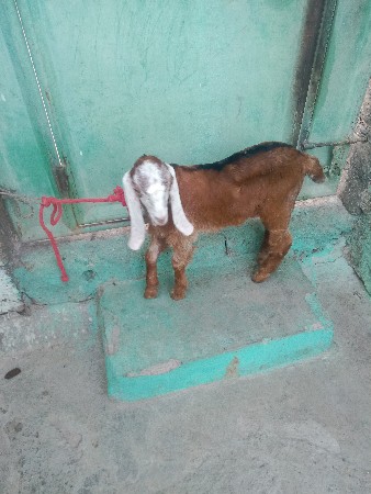 વેચવાના છે બકરા
