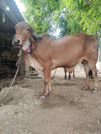 ગાય તથા હોડકી જોટો વેચવાની છે.