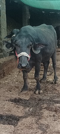 ભેંસ વેચવાની છે