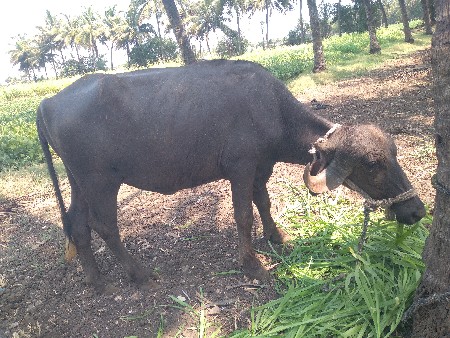 ખરેલા વેચવાની છે