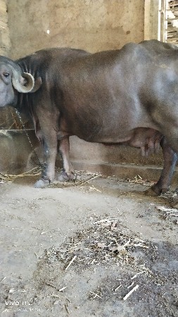 थंबनेल 2