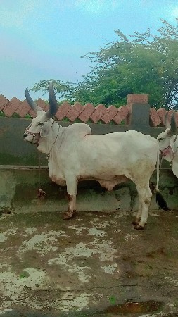 વેચવાના છે સાવ સોજા