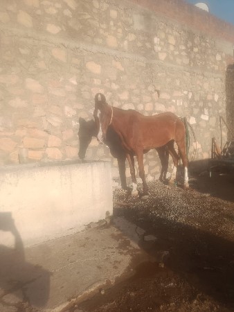 ઘોડી વેચવાની સે