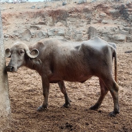 બે ખડેલી વેસવા ની છે