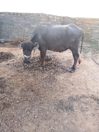 થંબનેલ 3