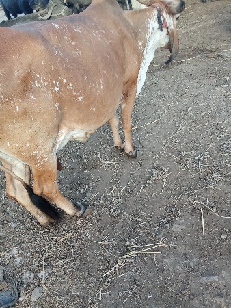 ગાય વેચવા ની છે ત્રીજું વેતર